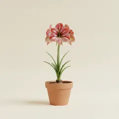 Amaryllis