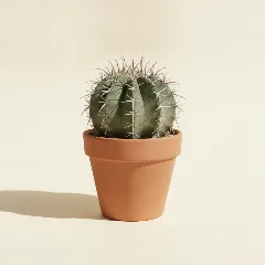 Gymnocalycium saglionis