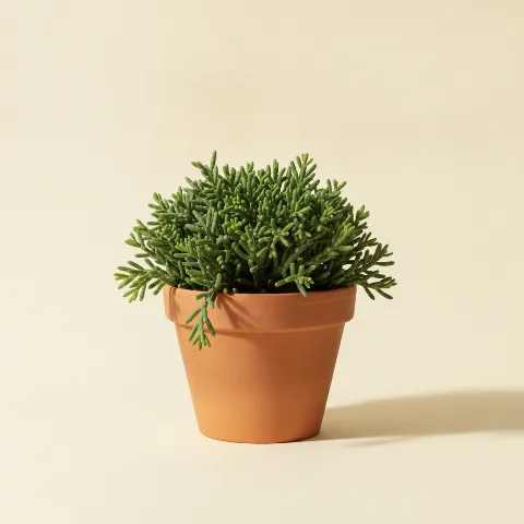 Koraalcactus