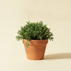 Koraalcactus