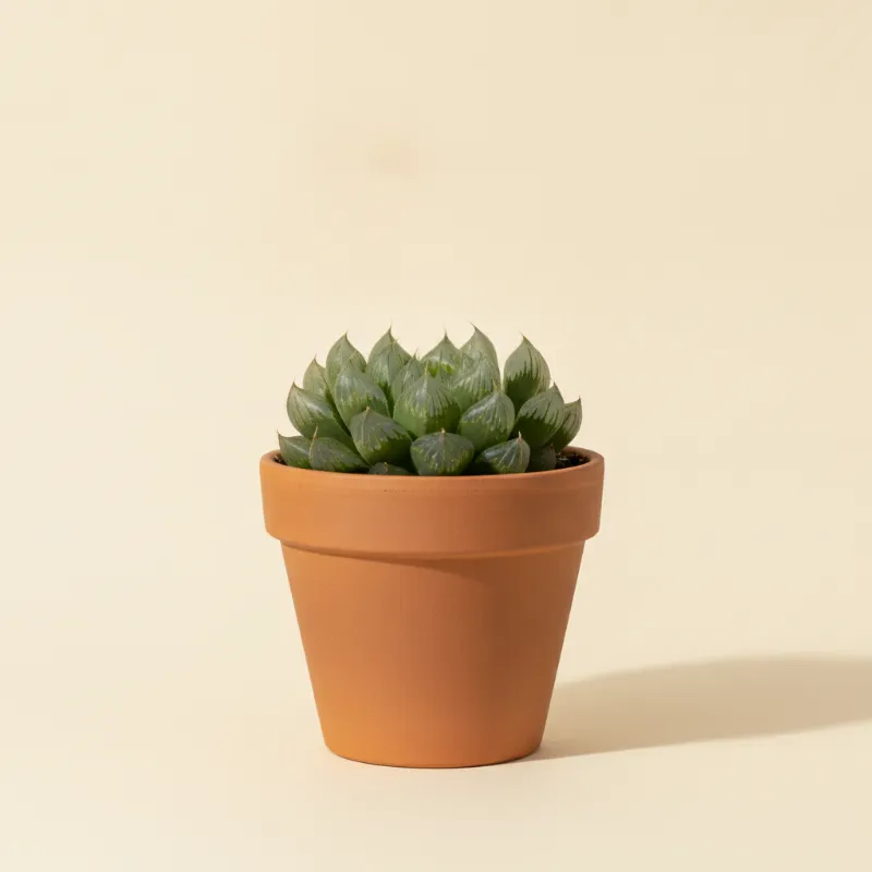 Haworthia cooperi (illustratie)