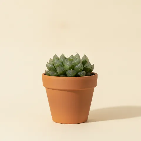 Haworthia cooperi