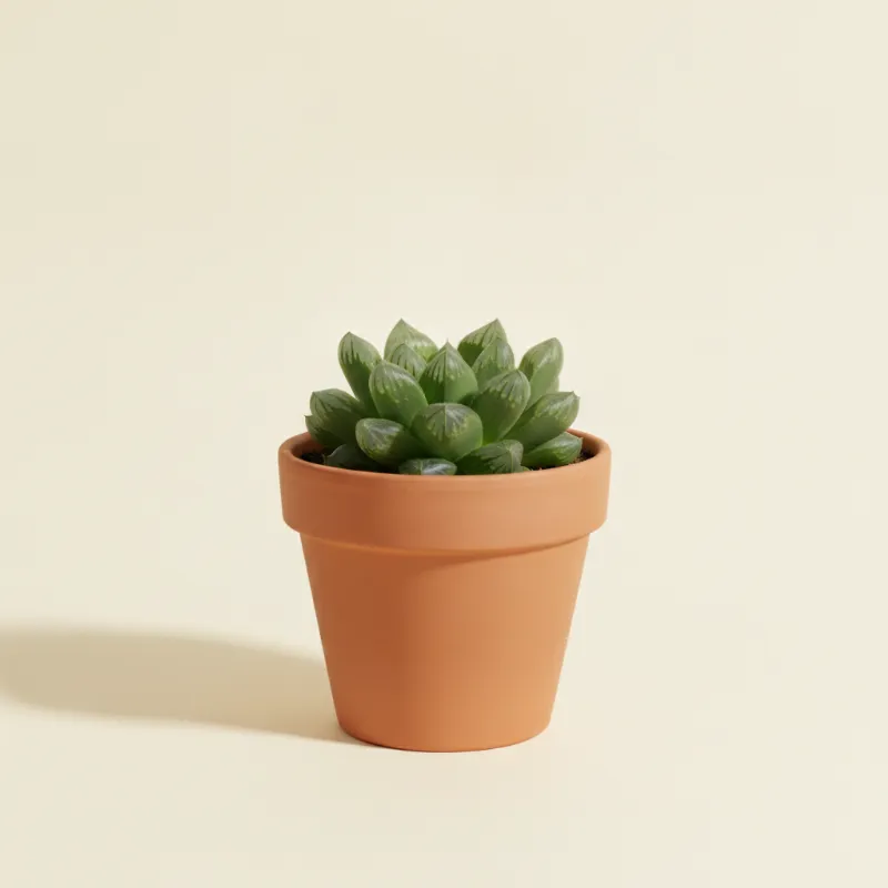 Haworthia cymbiformis (illustratie)