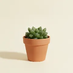 Haworthia cymbiformis