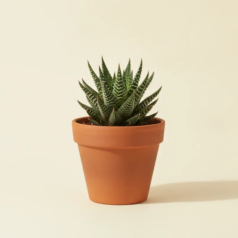 Haworthia fasciata