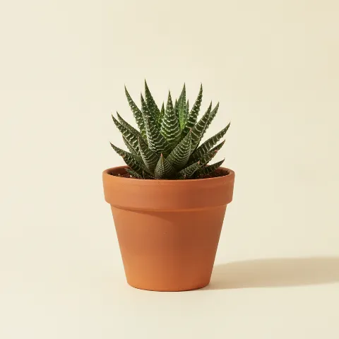 Haworthia fasciata