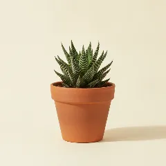 Haworthia fasciata