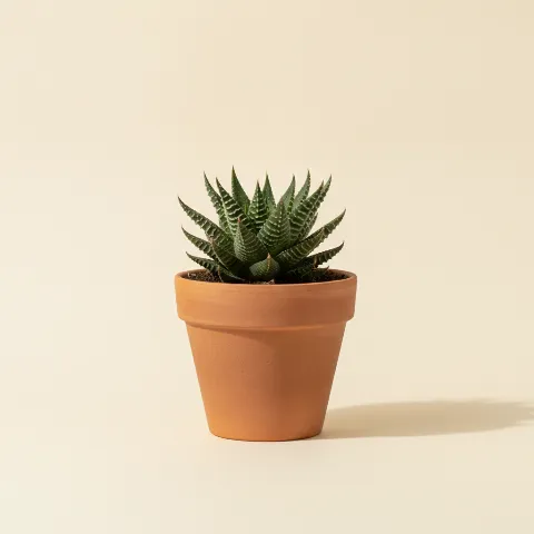 Haworthia limifolia