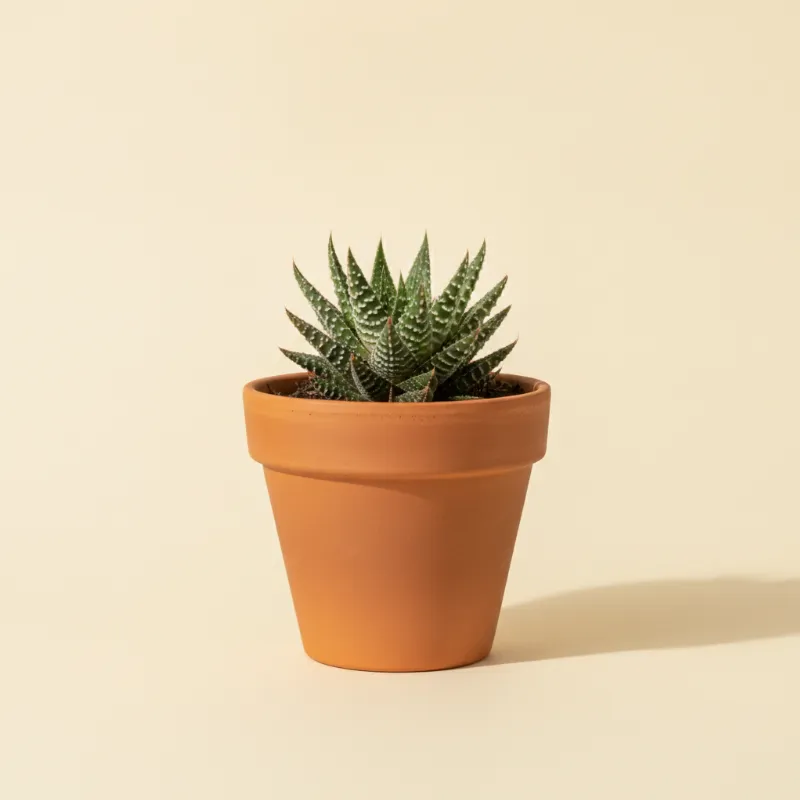 Haworthia margaritifera (illustratie)
