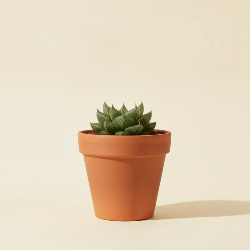 Haworthia retusa (illustratie)