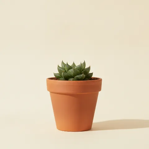 Haworthia retusa