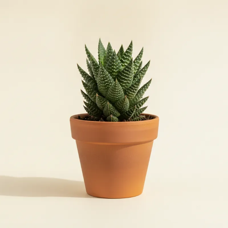 Haworthia reinwardtii (illustratie)