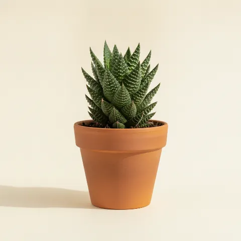 Haworthia reinwardtii