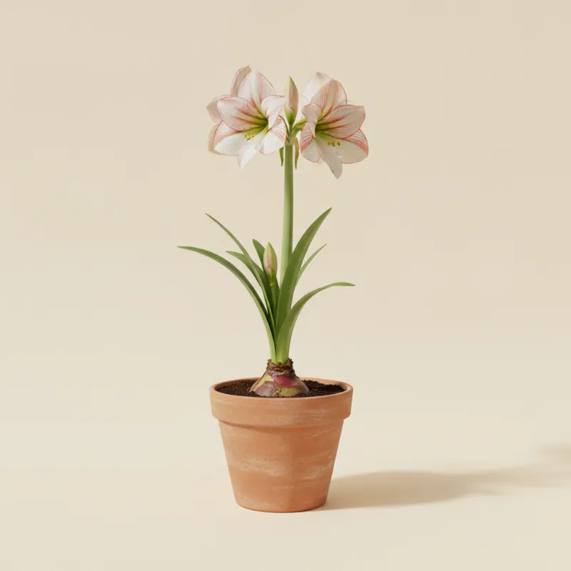Amaryllis — Amaryllis 'Picotee' (illustratie)