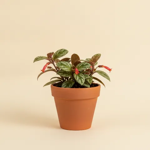 Lipstickplant