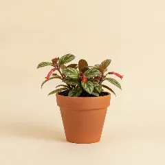 Lipstickplant