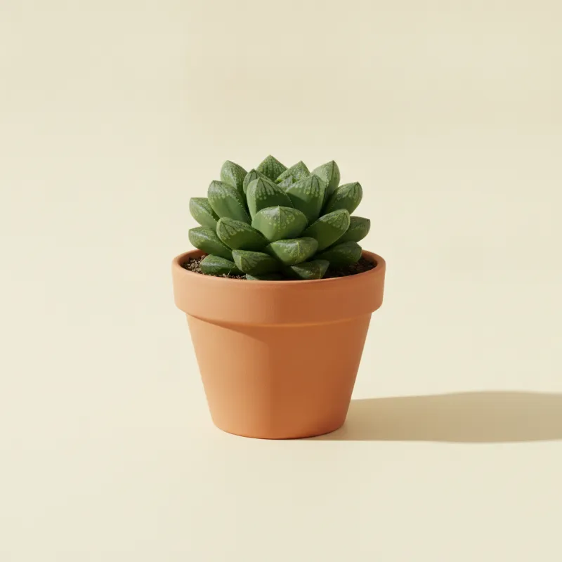 Haworthia truncata (illustratie)