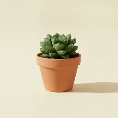 Haworthia truncata