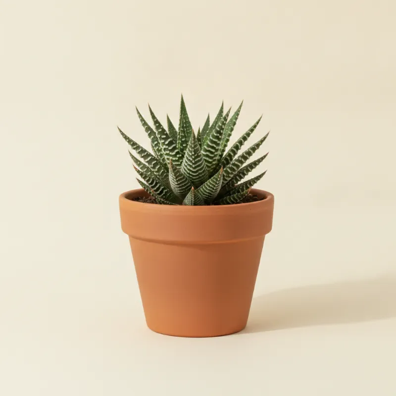 Haworthia 'Big Band' (illustratie)