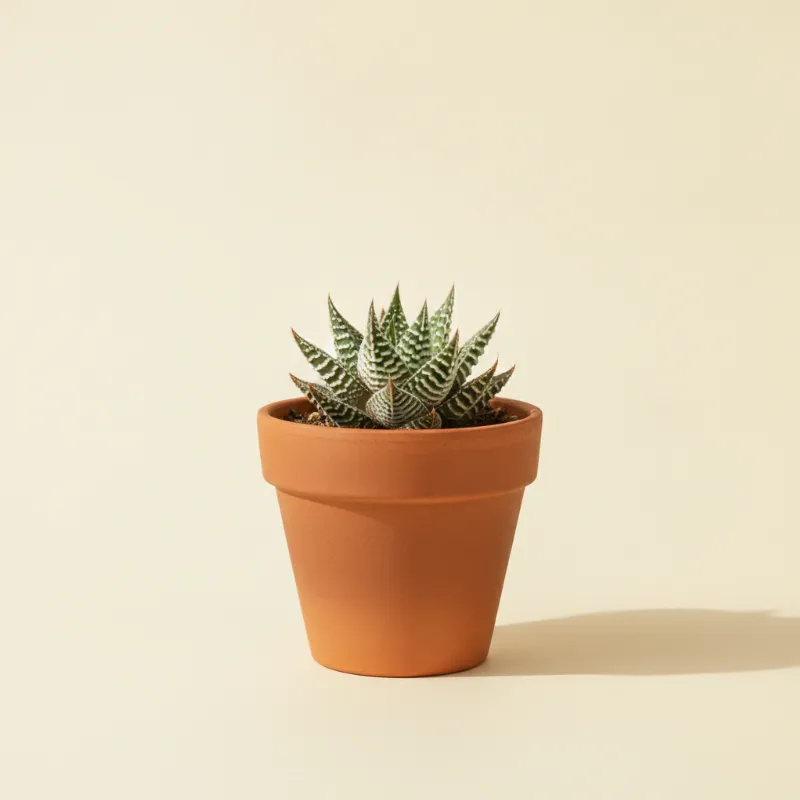 Haworthia 'Spider White' (illustratie)