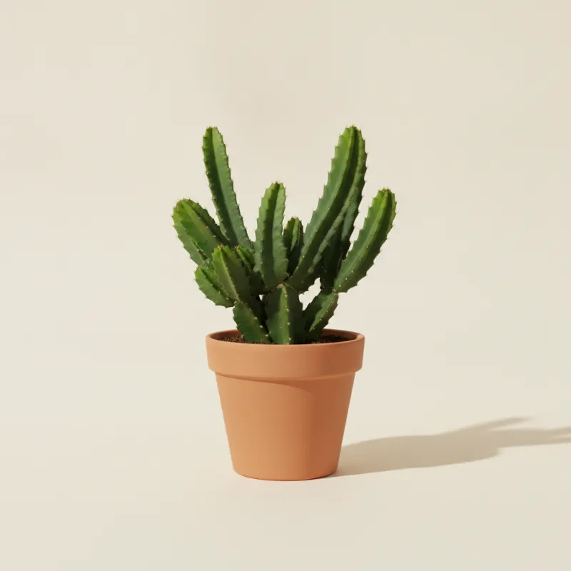 Hylocereus undatus