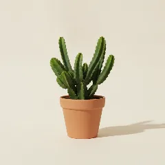 Hylocereus undatus