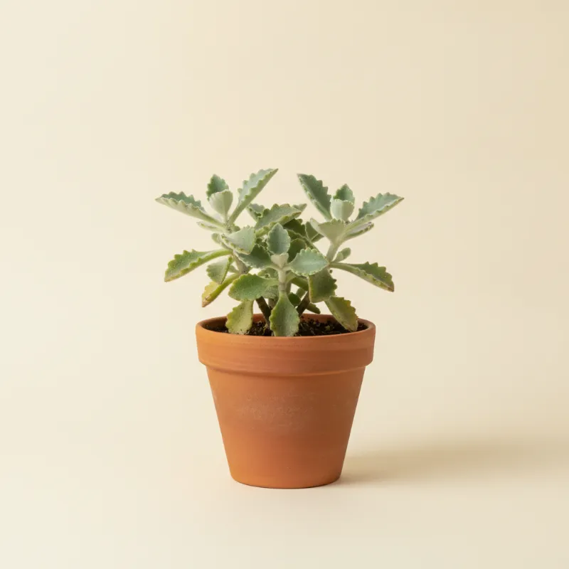 Kalanchoë — Kalanchoe beharensis (illustratie)