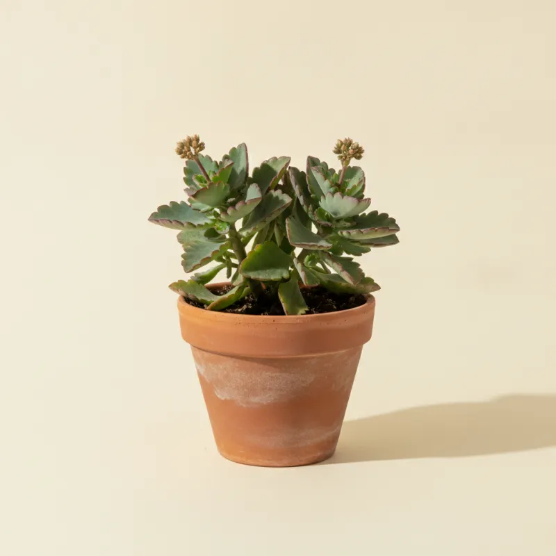 Kalanchoë — Kalanchoe fedtschenkoi (illustratie)
