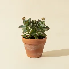 Kalanchoë