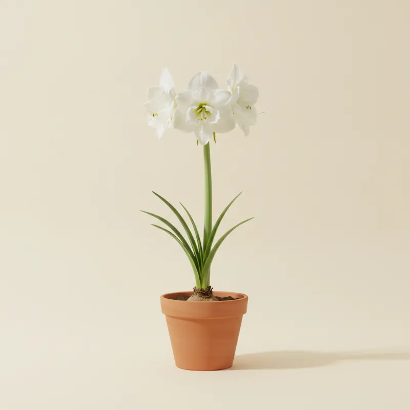 Amaryllis — Amaryllis 'White Nymph' (illustratie)