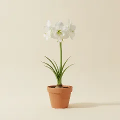 Amaryllis