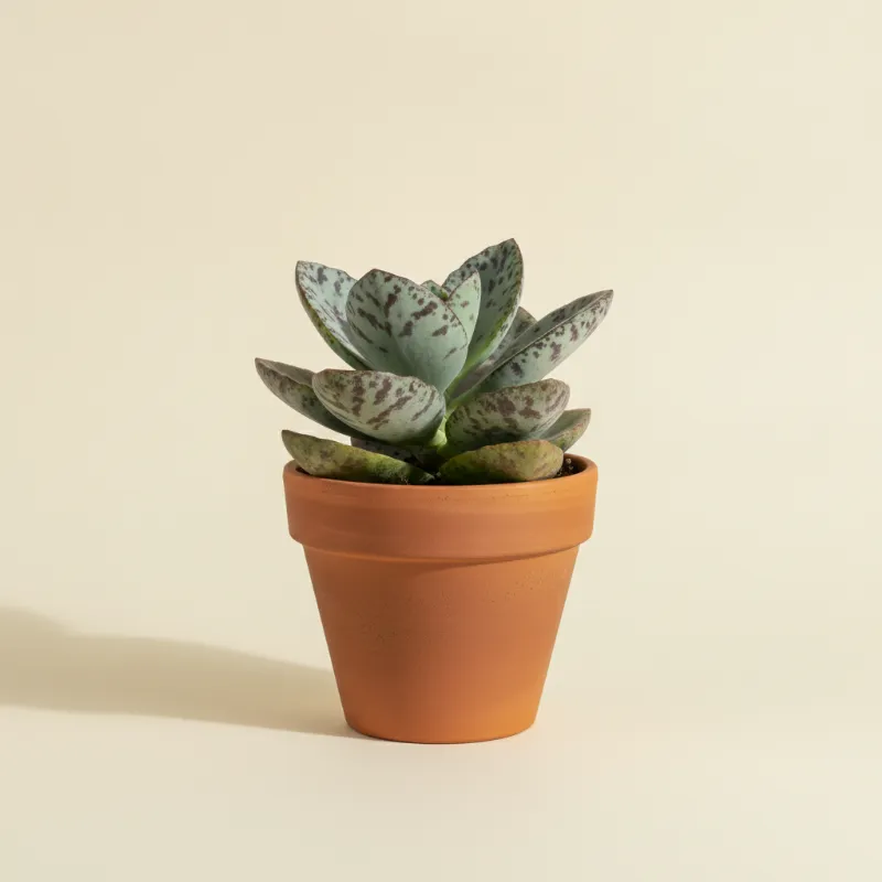 Kalanchoë — Kalanchoe marmorata (illustratie)