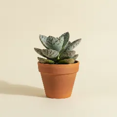 Kalanchoë
