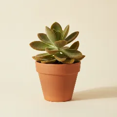 Kalanchoë