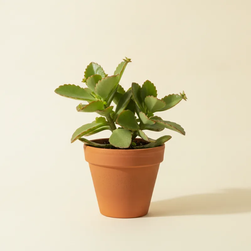 Kalanchoë — Kalanchoe pinnata (illustratie)