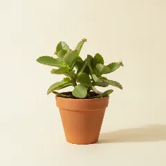 Kalanchoë
