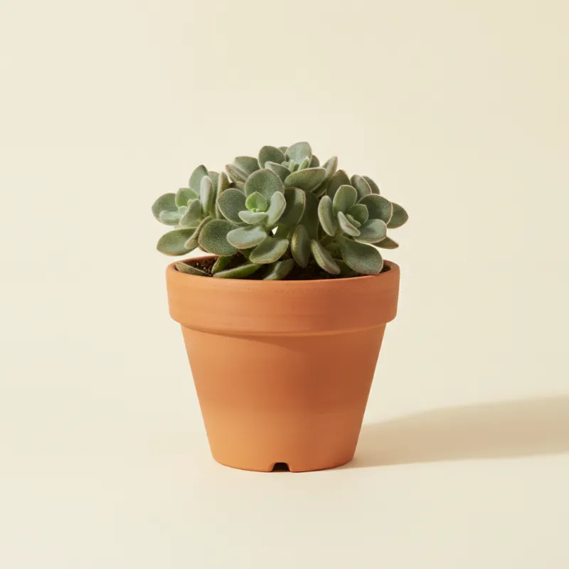 Kalanchoë — Kalanchoe pumila (illustratie)