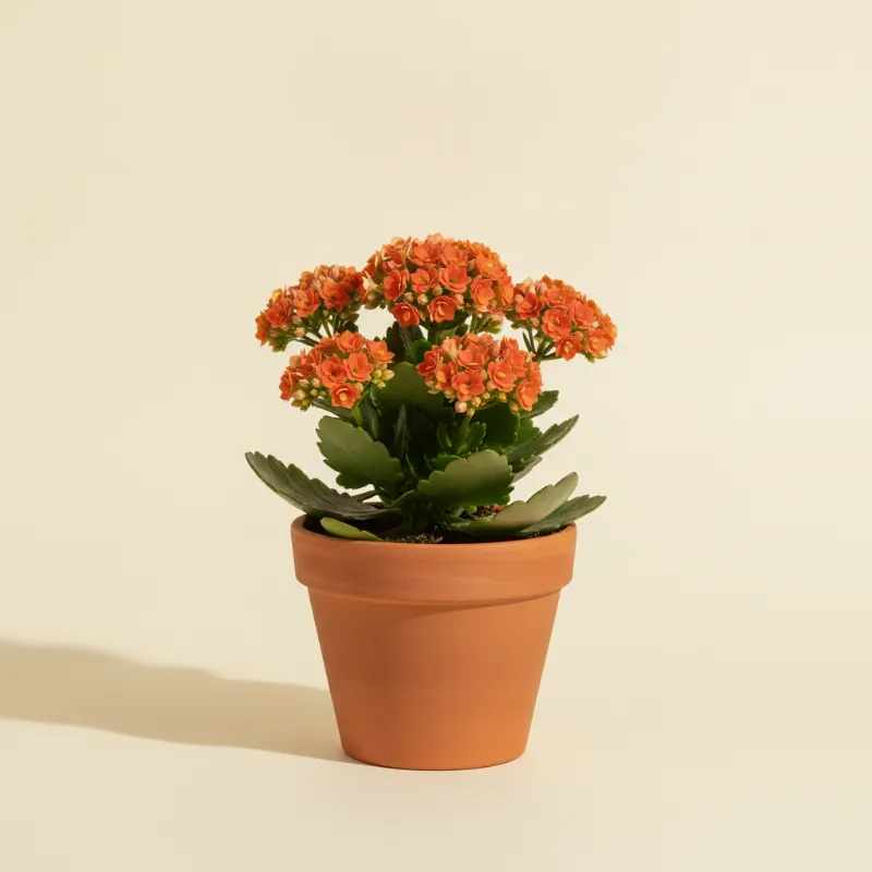 Kalanchoë — Kalanchoe 'Lucky Bells' (illustratie)