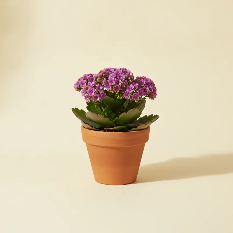 Kalanchoë — Kalanchoe 'Purple' (illustratie)