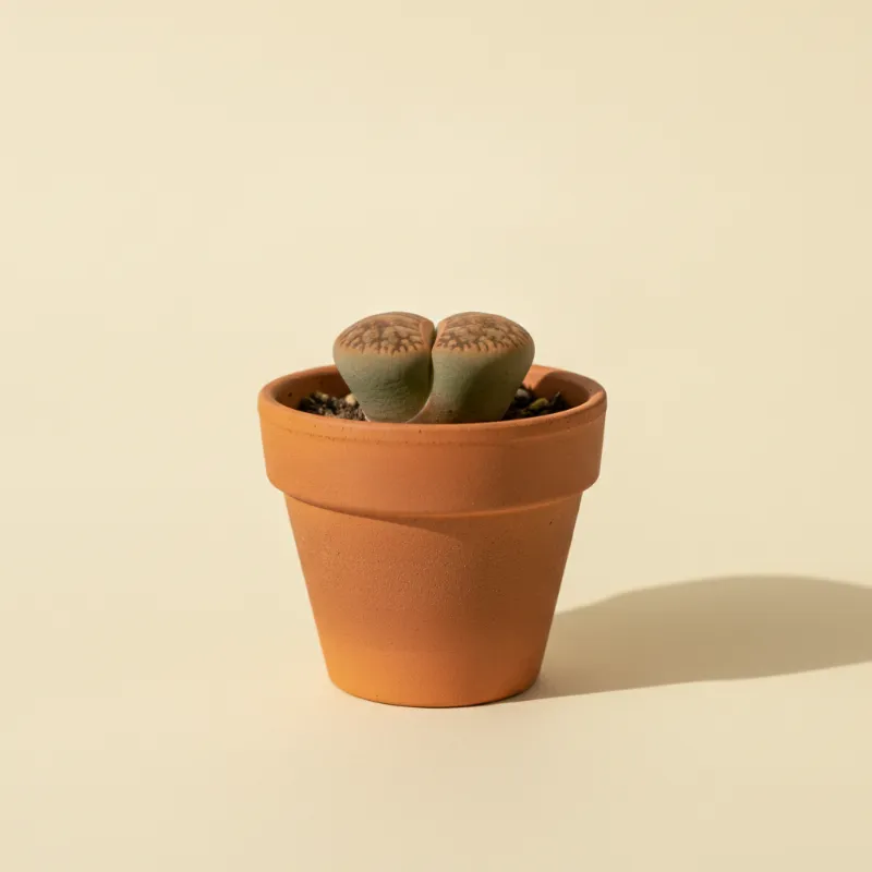 Levende steentjes — Lithops aucampiae (illustratie)