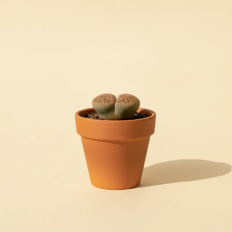 Levende steentjes — Lithops bromfieldii (illustratie)