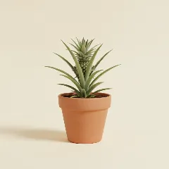 Sierananas