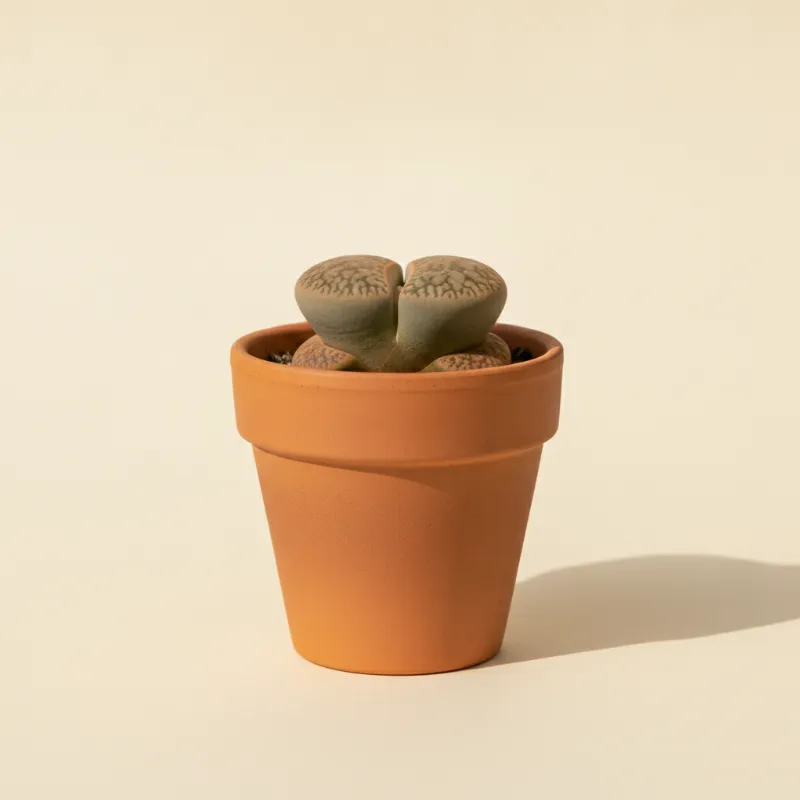 Levende steentjes — Lithops lesliei (illustratie)