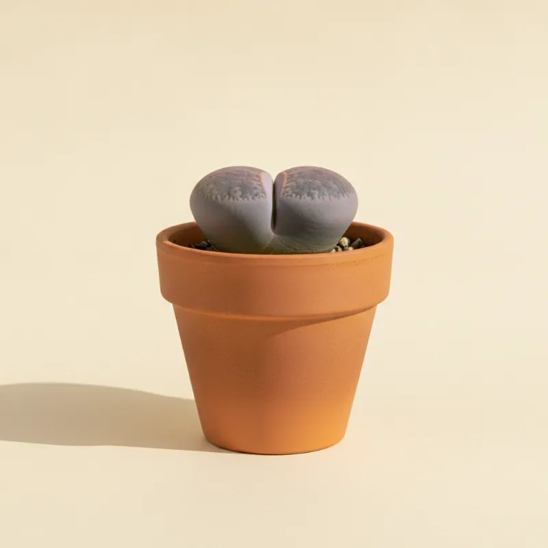 Levende steentjes — Lithops optica (illustratie)