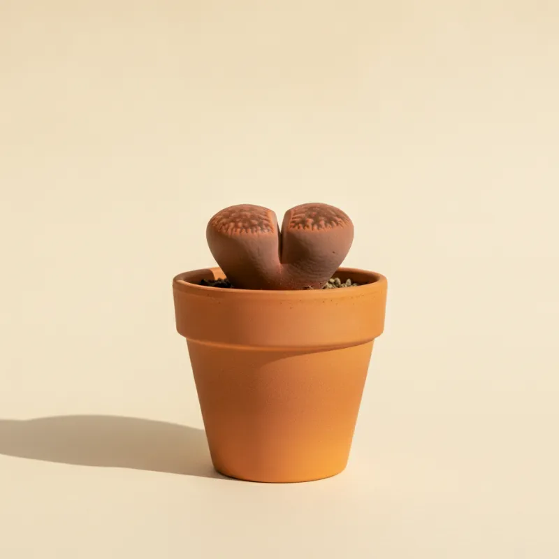 Levende steentjes — Lithops optica 'Rubra' (illustratie)