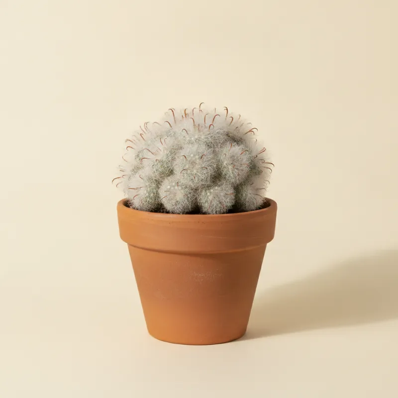 Mammillaria bocasana (illustratie)