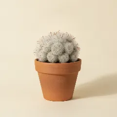 Mammillaria bocasana