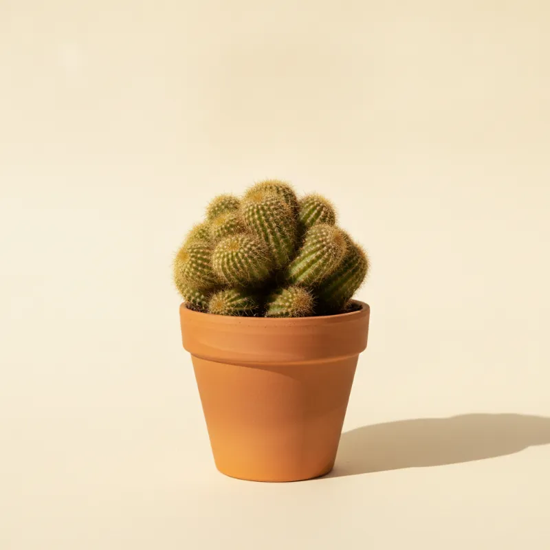 Mammillaria elongata 'Cristata' (illustratie)