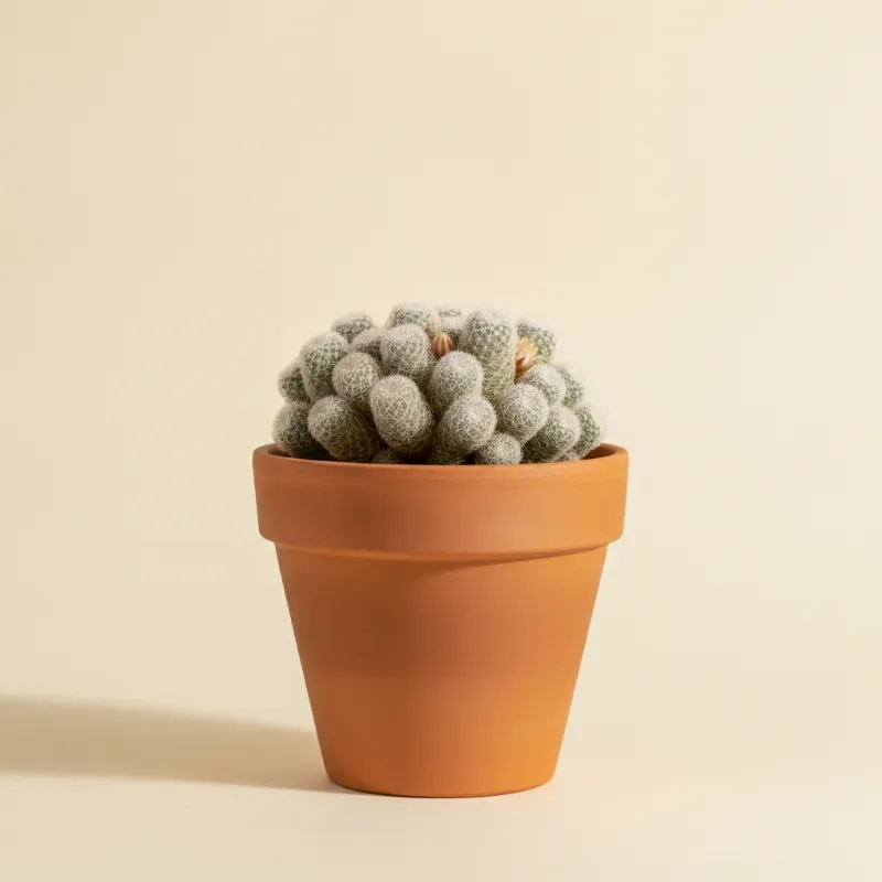 Moeder met kinderen — Mammillaria gracilis (illustratie)