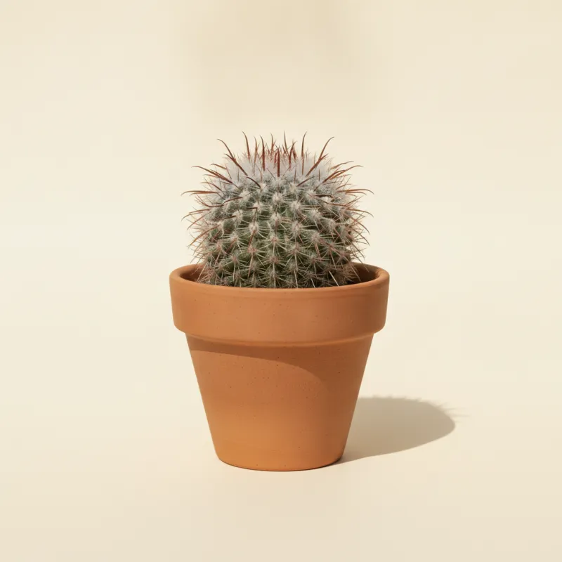 Mammillaria matudae (illustratie)